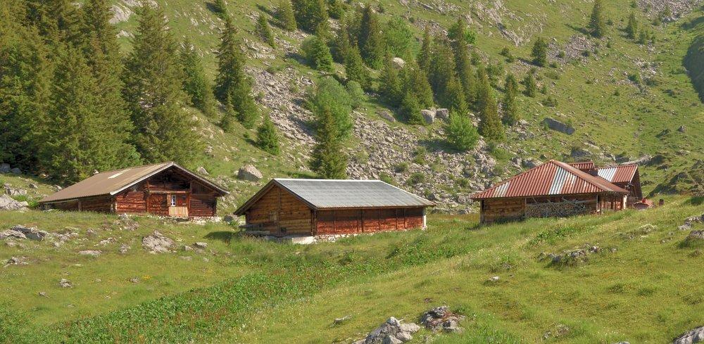 Alpleben auf Hintisberg Alpleben auf Hintisberg